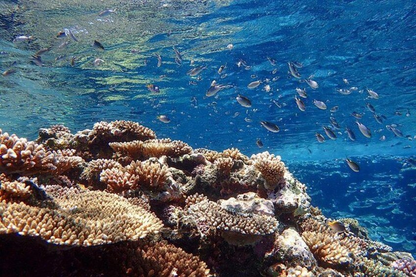Okinawa Ishigaki Blue Cave Snorkeling Tour 5