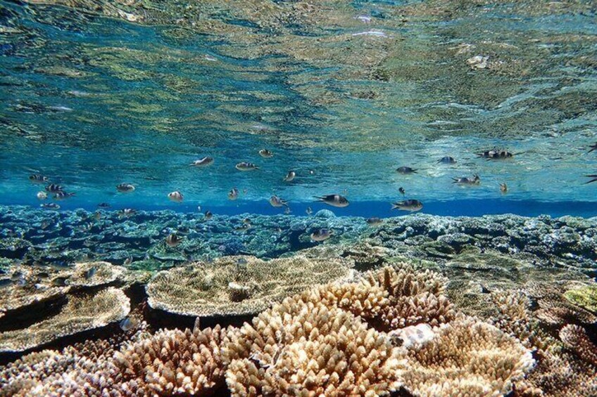 Okinawa Ishigaki Blue Cave Snorkeling Tour 3
