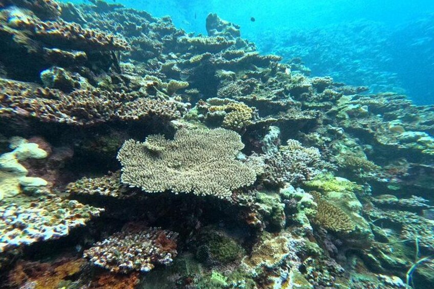 Okinawa Ishigaki Blue Cave Snorkeling Tour 4