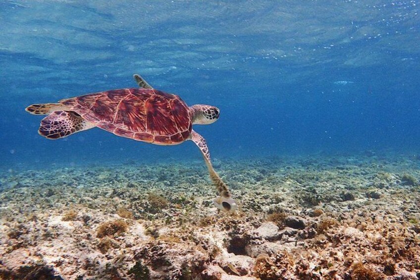 Une tortue de mer nageant sous l’eau, au-dessus d’un fond marin rocheux, dans une eau claire. 2
