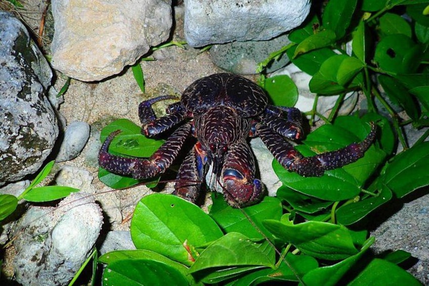Okinawa Ishigaki Island Night Starry sky and Jungle night tour 2