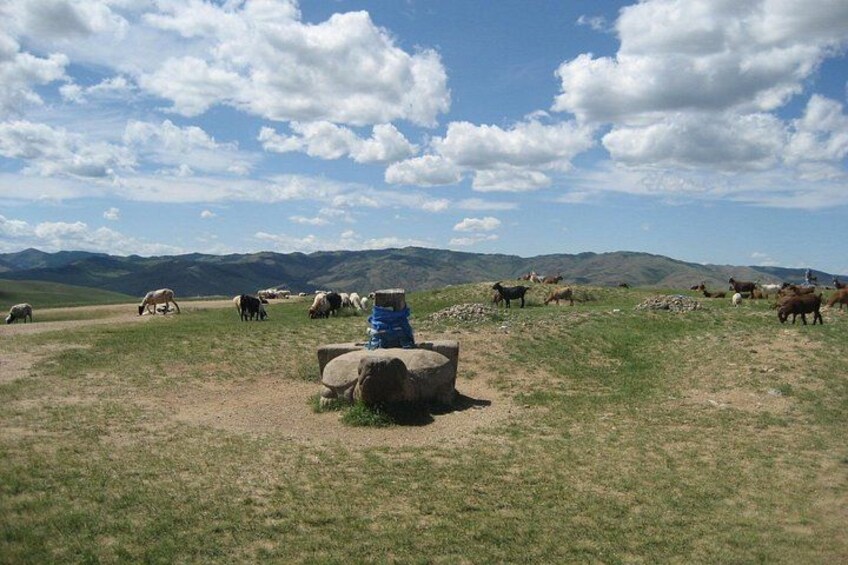 A herd of cattle grazing in a grassy field with mountains in the background. 1