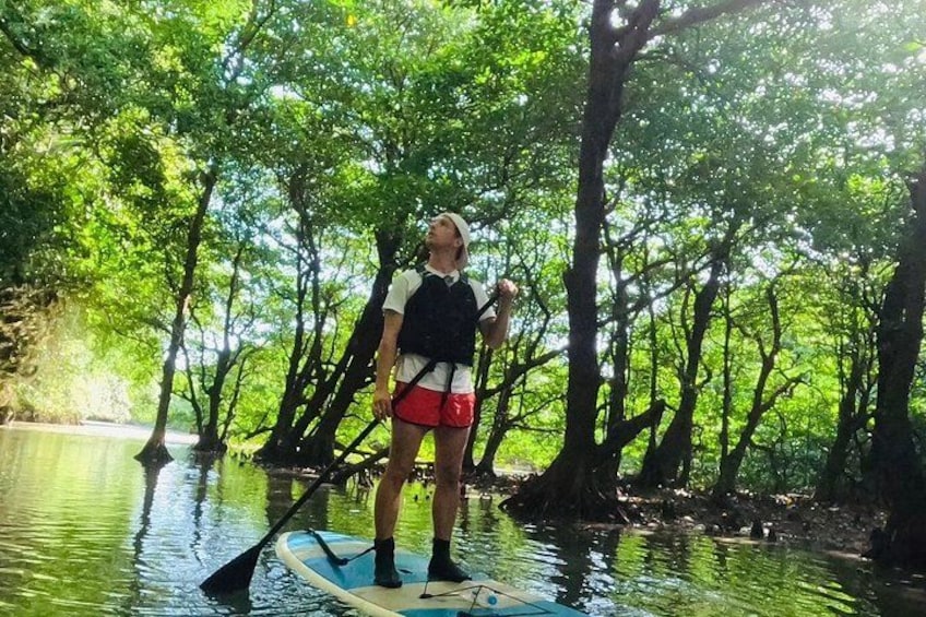Eine Person steht auf einem Paddleboard in einem Mangrovenwald. 1