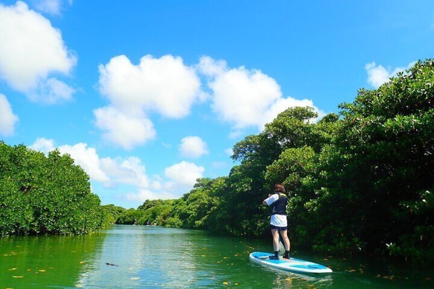 A person paddleboarding on a river surrounded by dense greenery. 4