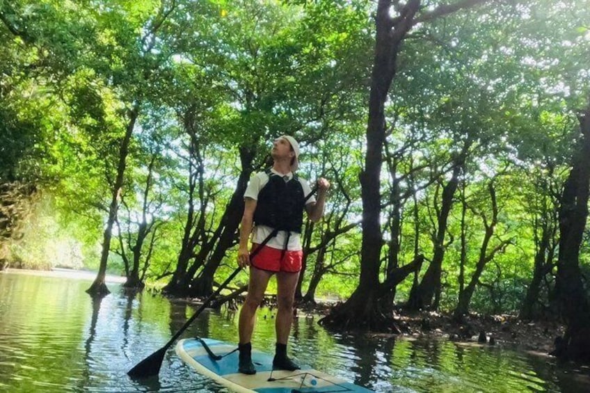 A person paddleboarding in a mangrove forest. 1