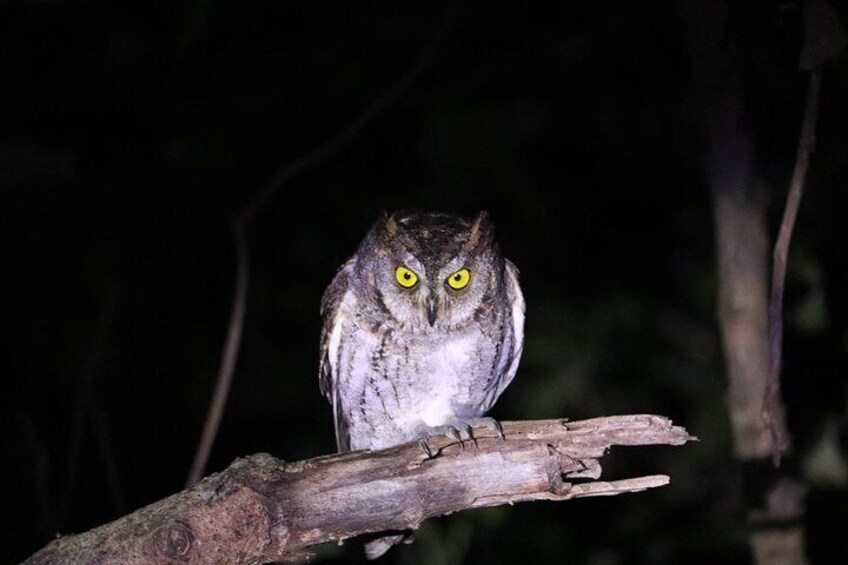 [Okinawa Iriomote] Night Adventure Tour