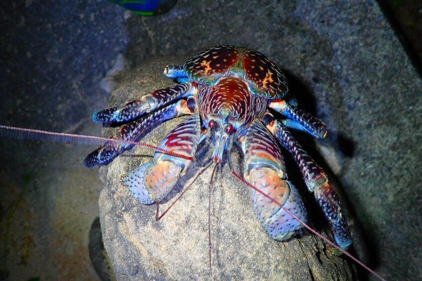 A colorful lobster on a rock. 2