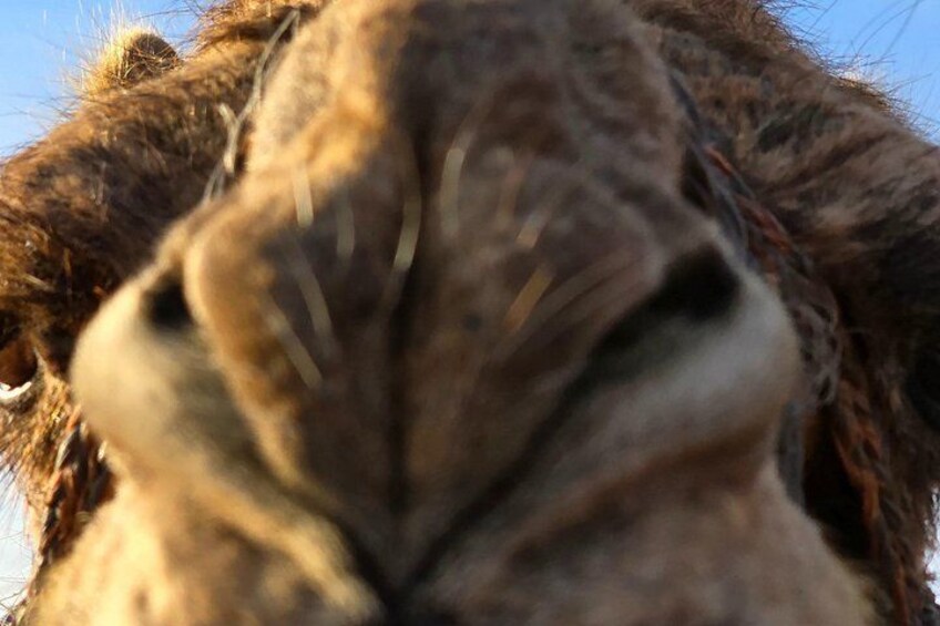 Explore Tangier: Cape Espartel, caves and camel ride. 5