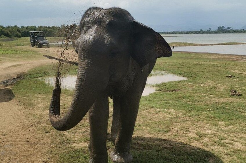 Paradise Ella Day Tour/OneWay Tour visit (Udawalawe/Yala)Tours 4