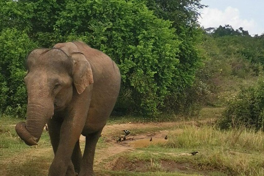Paradise Ella Day Tour/OneWay Tour visit (Udawalawe/Yala)Tours 5