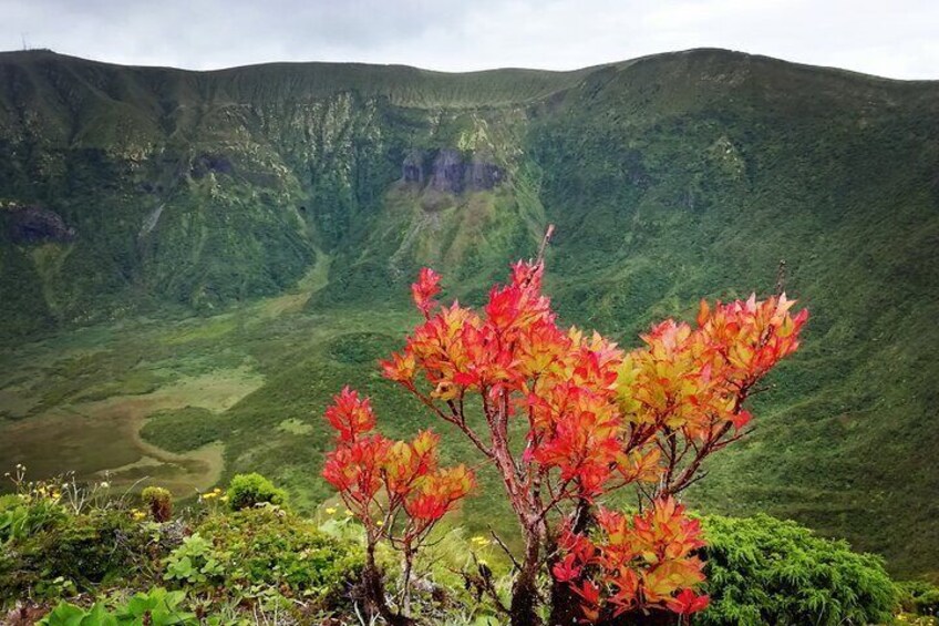 Un árbol con hojas rojas y naranjas en un paisaje montañoso. 4