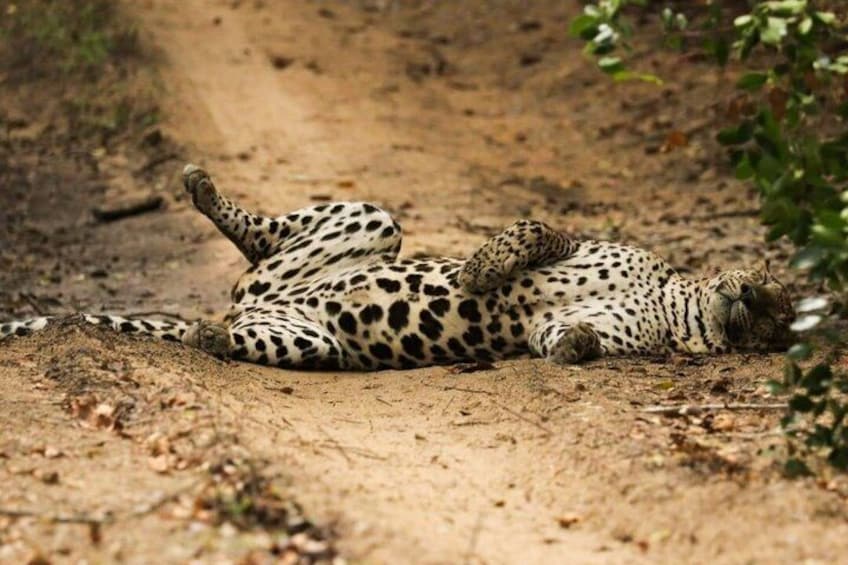 Yala National Park Safari from Unawatuna 5
