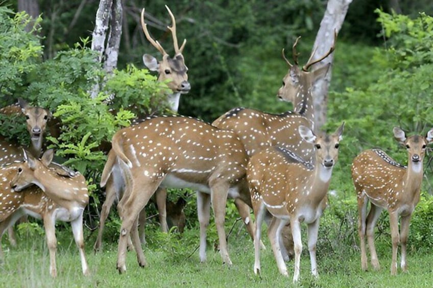 Yala National Park Safari from Unawatuna 3