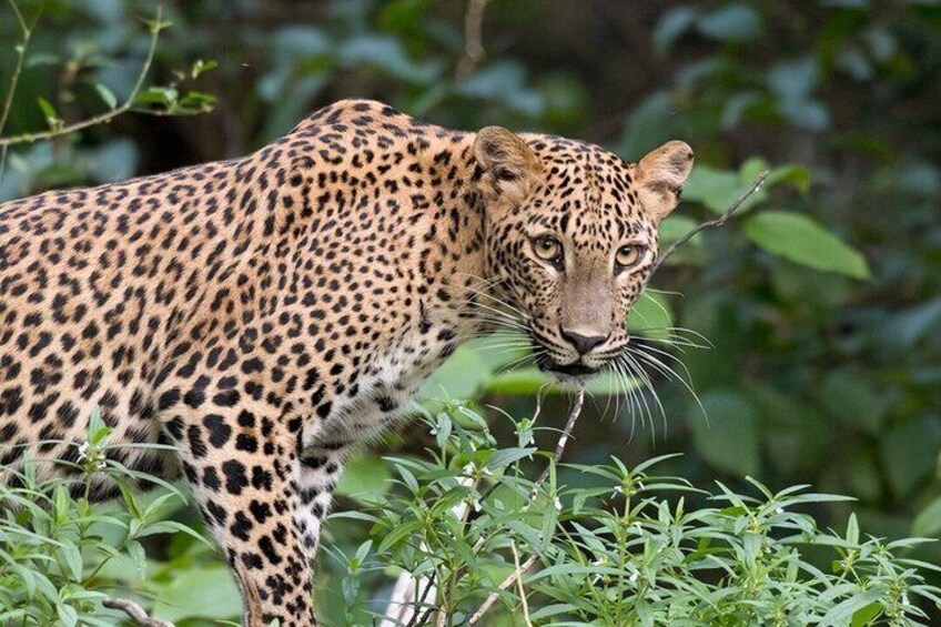 Yala National Park Safari from Unawatuna 1