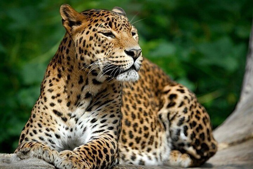 Yala National Park Safari from Unawatuna 2