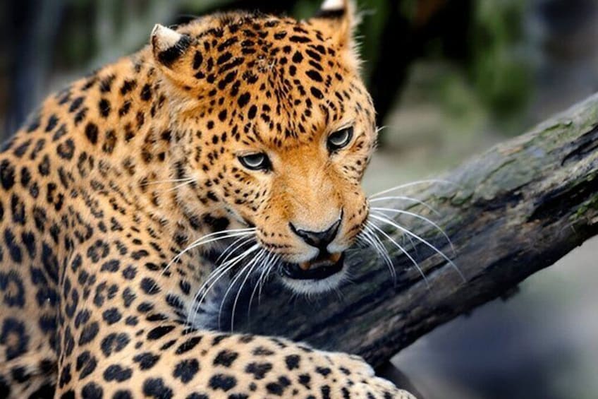 Yala National Park Safari from Unawatuna 4