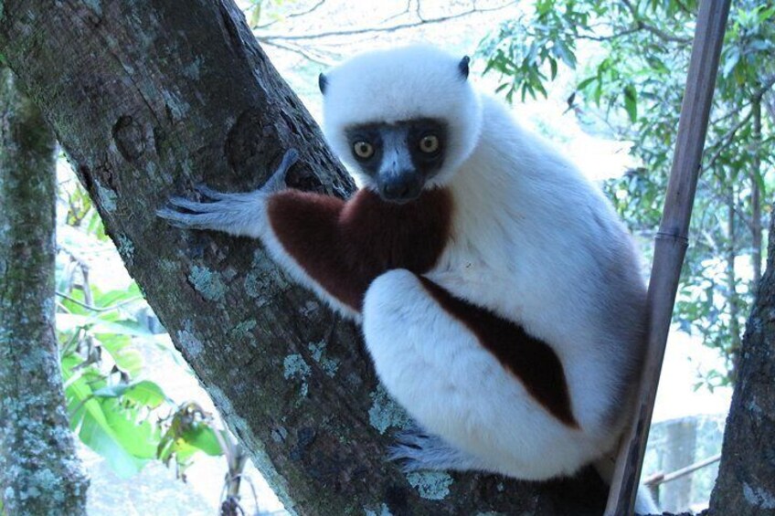 Sifaka Lemur in Reserve Peyrieras Madagascar Exotic