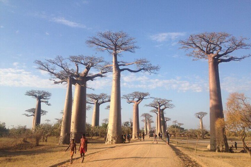 Avenue of the Baobabs