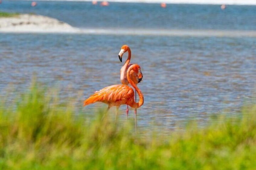 En flamingo står i lavt vand med en sandstrand i baggrunden. 5