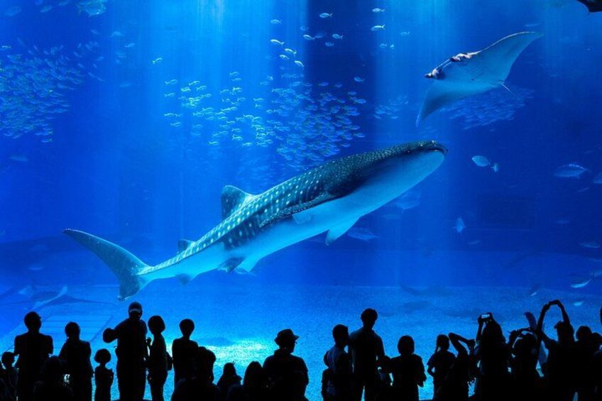 Okinawa HIP-HOP BUS B - 1 Course Tour (Okinawa Churaumi Aquarium) 1