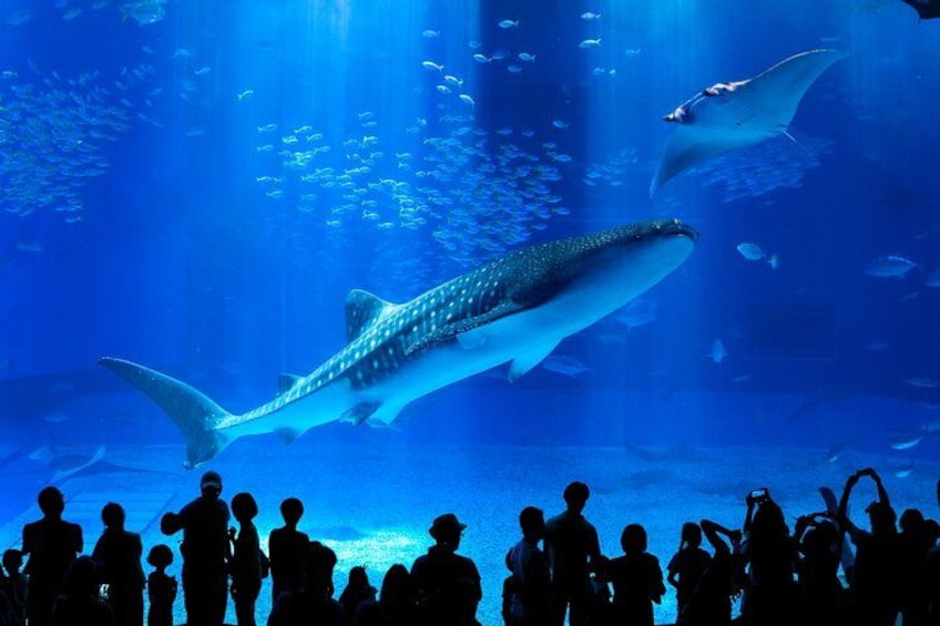 A large whale shark swimming in an aquarium with a crowd of people watching. 1