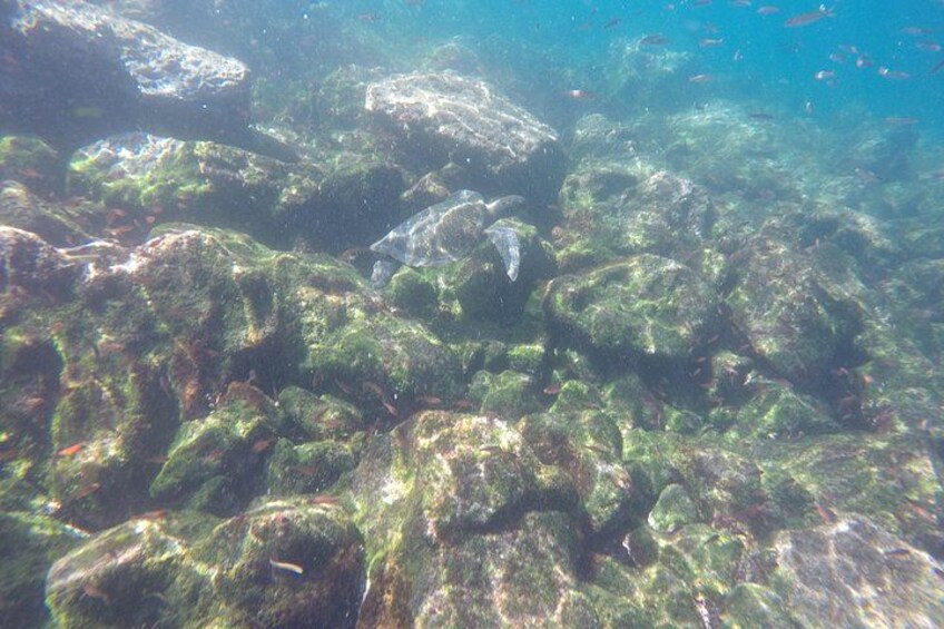 Tour to Tuneles & Cabo Rosa (Isabela Island) 3