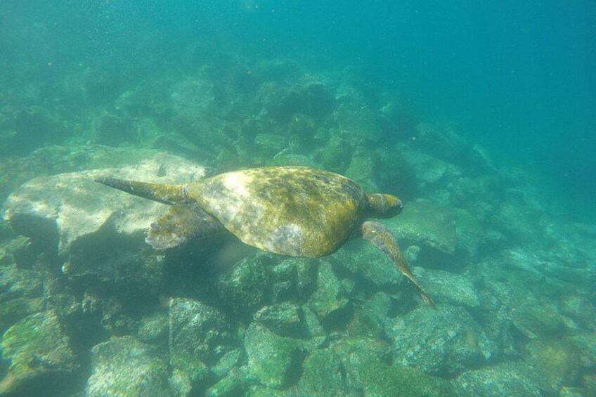 Tour to Tuneles & Cabo Rosa (Isabela Island) 2