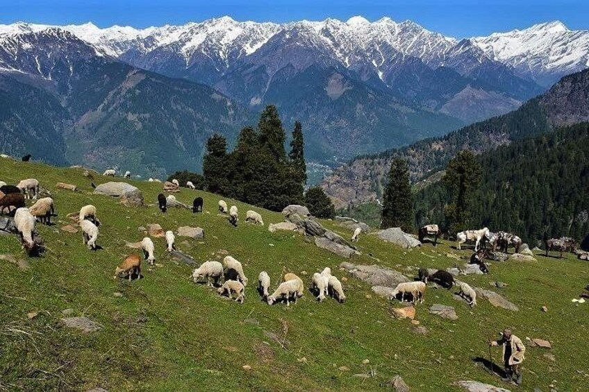 Private One Day Hiking Trip in Manali, Scenic Mountain Trail in Manali 4