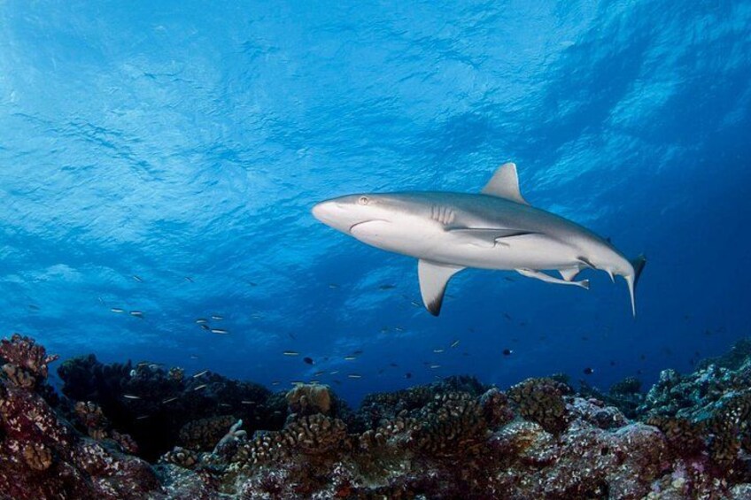 Explore Tahiti's Best Dive Sites (2 tank) 3