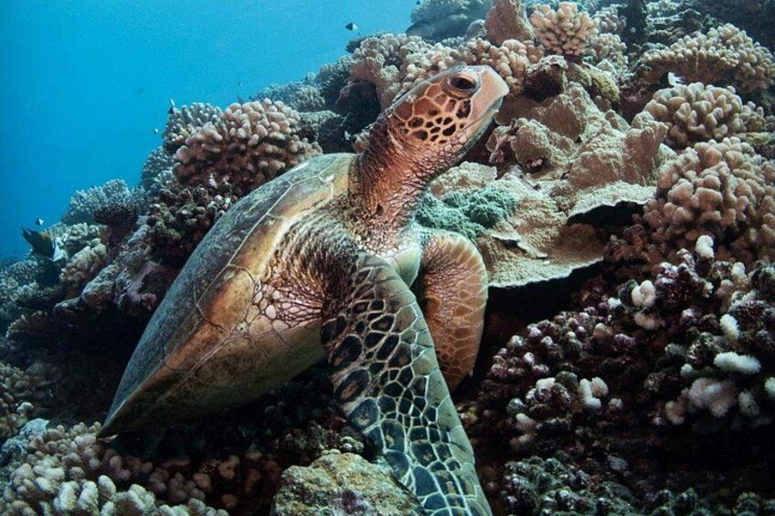 Explore Tahiti's Best Dive Sites (2 tank) 2
