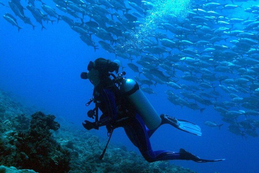Explore Tahiti's Best Dive Sites (2 tank) 1