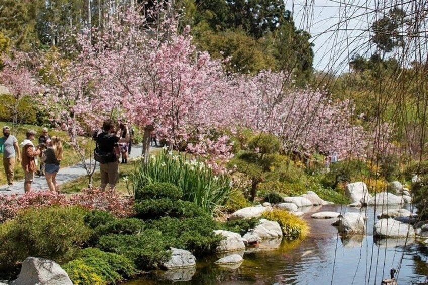 A garden with cherry blossoms, a pond, and rocks. 4