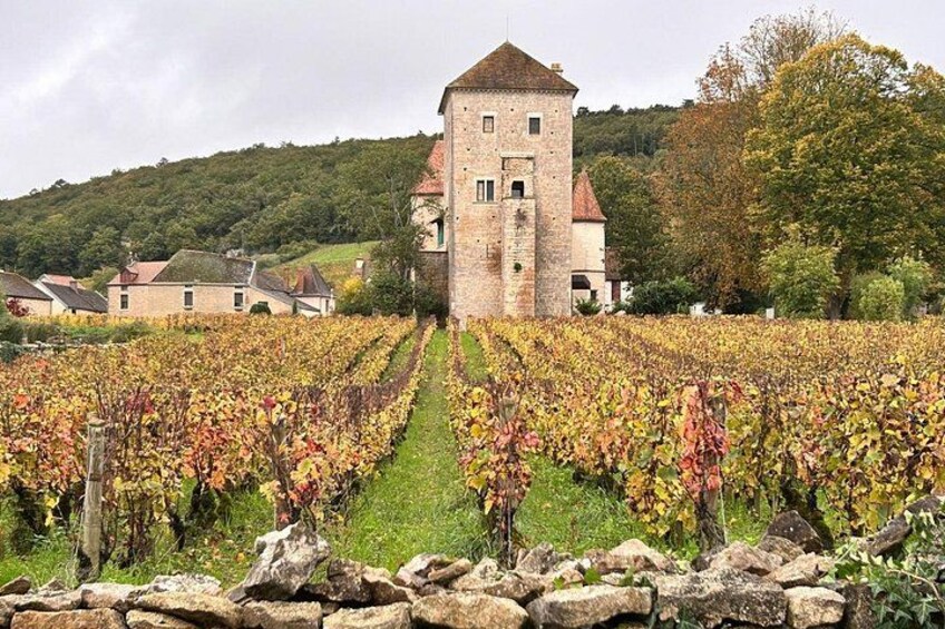 A vineyard with rows of grapevines, a stone building with a tower, and houses in the background. 3