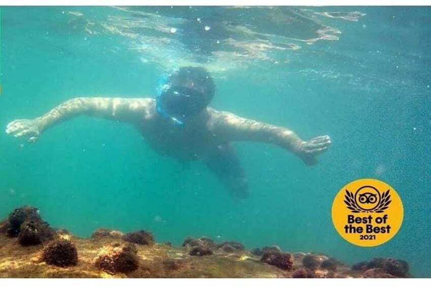 A person swimming underwater with a clear view of the ocean floor and aquatic plants. 5