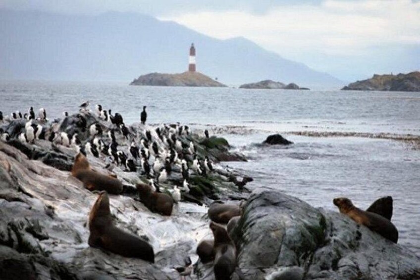Beagle Channel Navigation Penguin Colony 1