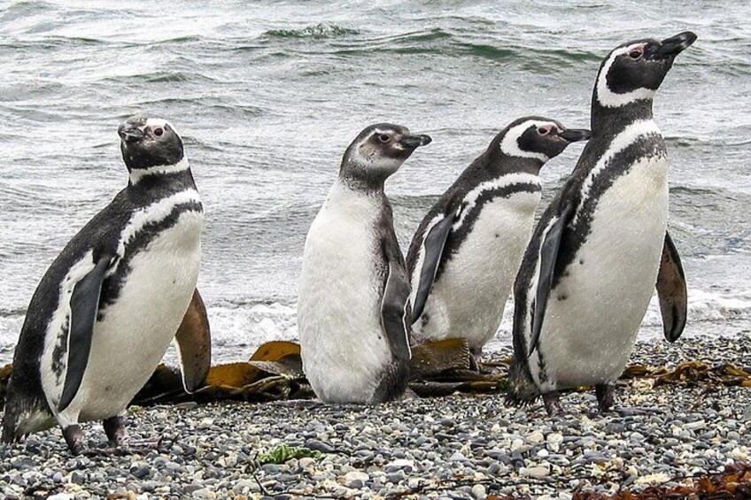 Beagle Channel Navigation Penguin Colony 3