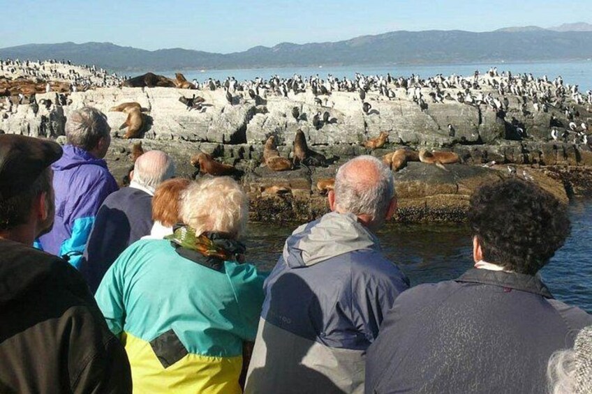 Beagle Channel Navigation Penguin Colony 4