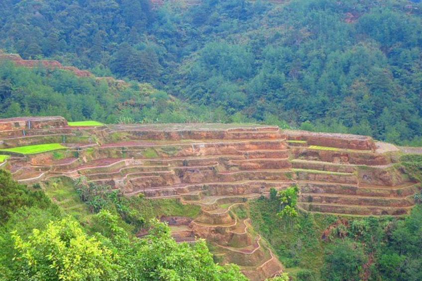 Terraced fields on a hillside, dense forest in the background, and a clear sky. 5