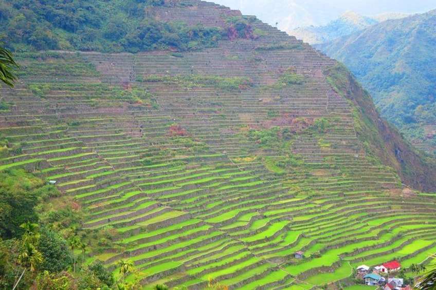 Terraced rice fields on a hillside. 3