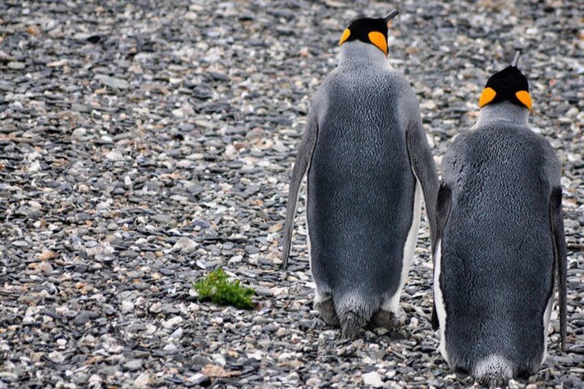 Two penguins walking on a rocky beach. 4