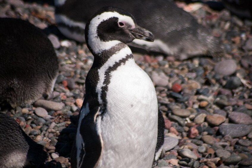 A penguin standing on a rocky surface with other penguins in the background. 5