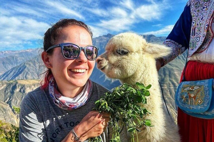 Turist Bus Colca Canyon (Chivay) To Puno 2