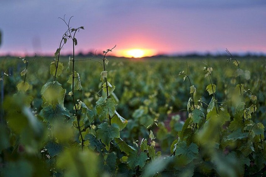 Wine tourism : wine tasting 2