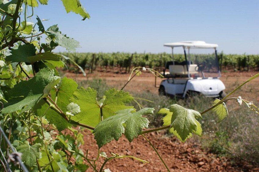 A vineyard with rows of grapevines and a golf cart in the background. 2