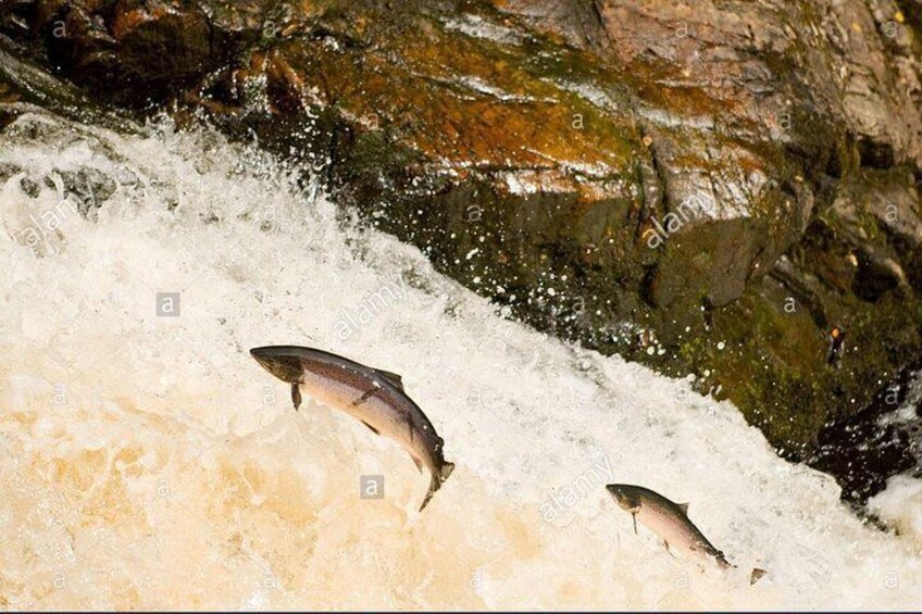 Falls of Shin Salmon leaping 1