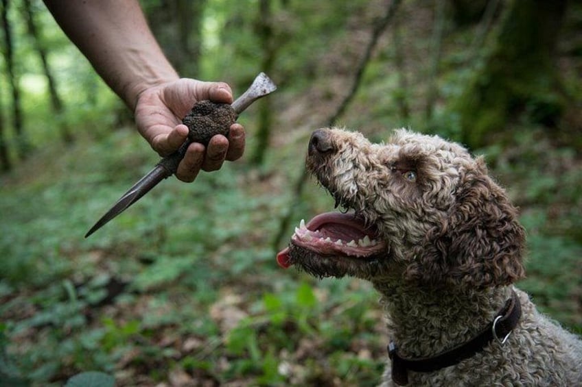 A hand holding a stick with a dog looking at it. 1