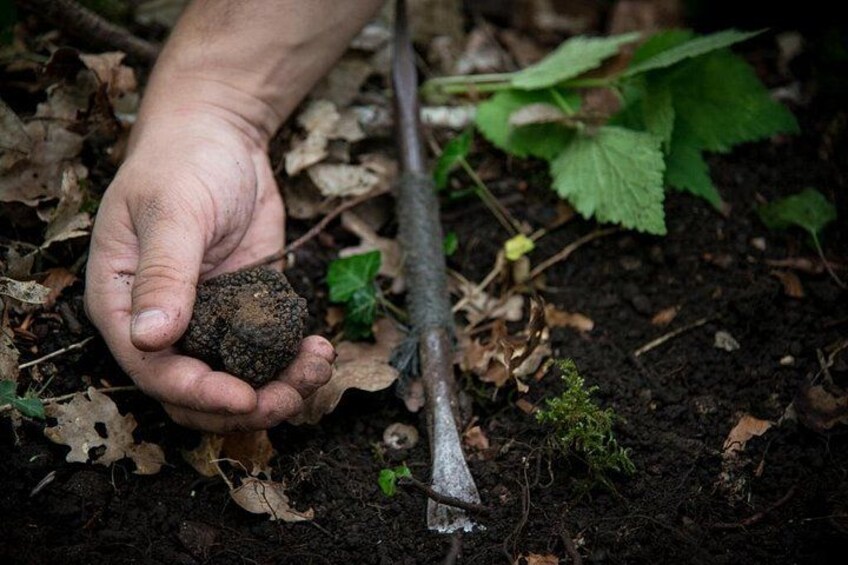 Discovery of the world of Truffles and tasting 4