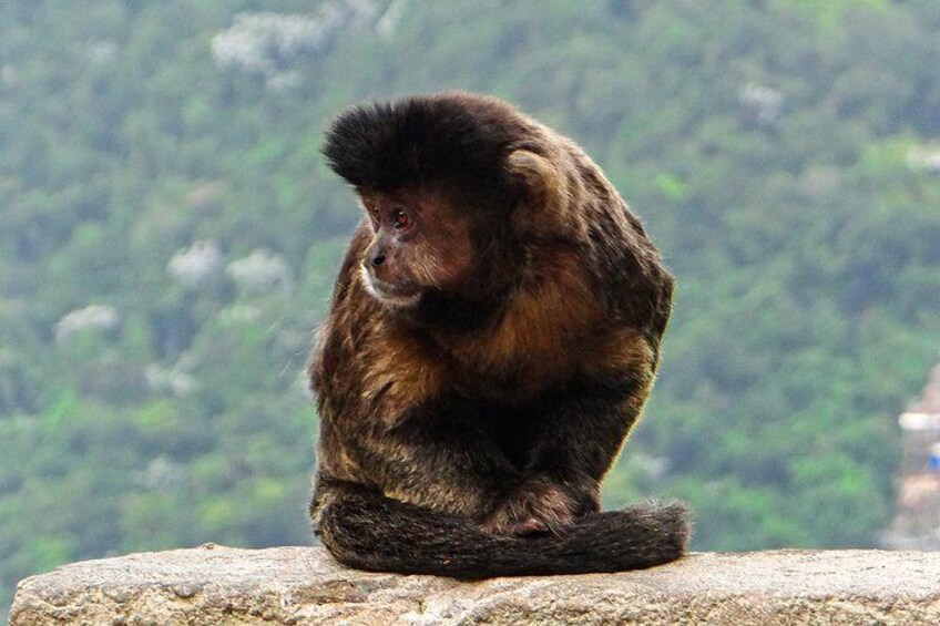 A monkey sitting on a rock with a forested background. 5