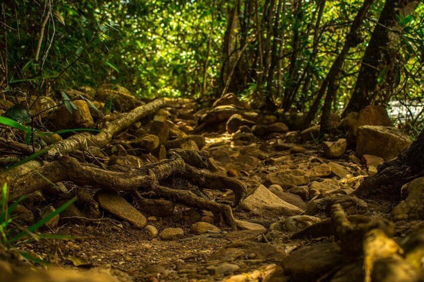 Suelo de bosque con ramas caídas y rocas. 5