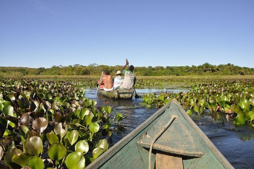 A boat navigating through a water body with dense green lily pads, surrounded by a natural landscape. 1